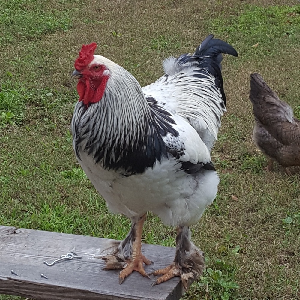 Meet your Posher, Melissa